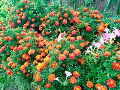 Пестрые цветочные обои для создания яркого сада