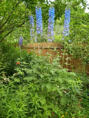 Фото на айфон: украсьте свой смартфон красивыми цветами для сада