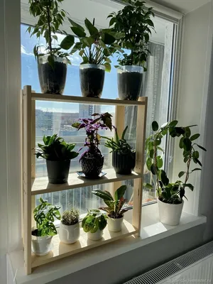 Уютный уголок с растениями: фото стеллажей под цветы
