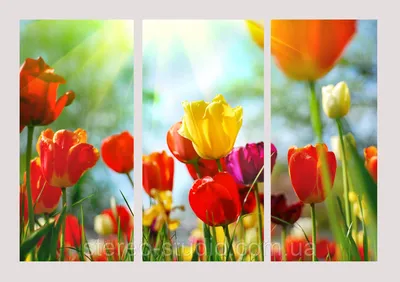 Триптих цветы: уникальные картинки для вашего дизайна