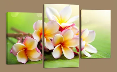 Обои на телефон: яркие цветочные картинки в триптихе