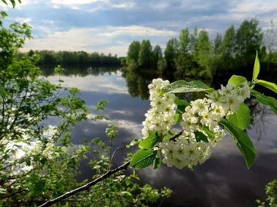 Вечная красота черемухи: фотографии, которые не перестают впечатлять