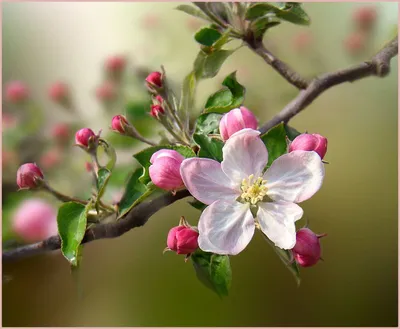 Новое изображение: Цвет яблони в HD качестве - бесплатно скачать