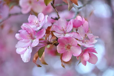 Узнайте больше о Цвете яблони на фотографиях высокого разрешения