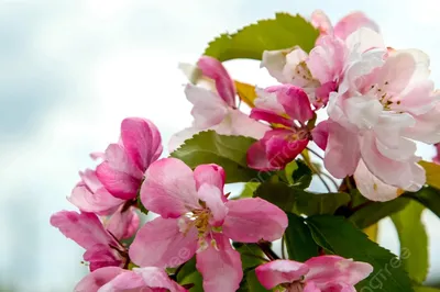 Фотография, передающая атмосферу цветущей яблони