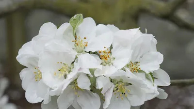 Магия природы: фото яблони в прекрасном расцвете