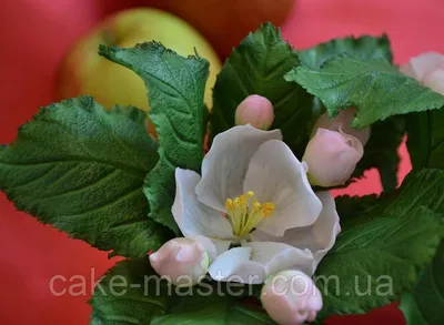 Фотография с потрясающими цветами яблони