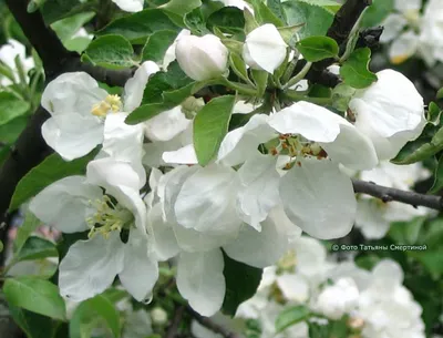 Насыщенность и яркость: фото яблони в полном расцвете