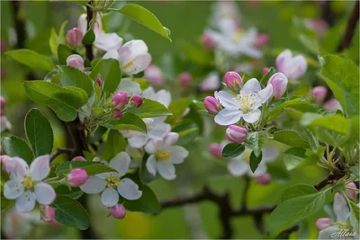 Фотография, подчеркивающая нежность цветов яблони