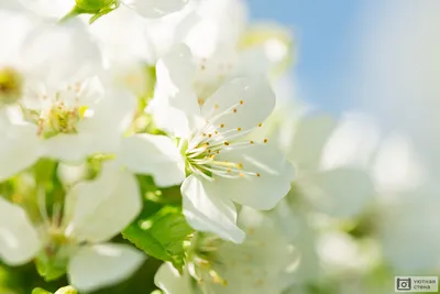 Цвет яблони: красота природы в полном размахе - бесплатное скачивание