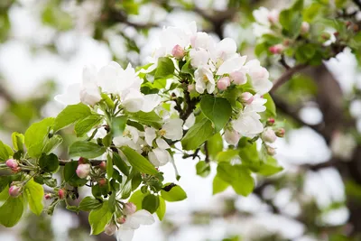Красивые картинки цветущих яблонь на рабочий стол