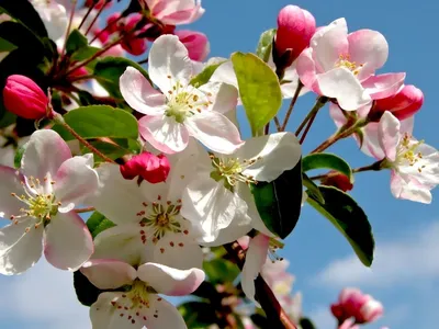 Фотография Цвет яблони в 4K разрешении - доступно для скачивания