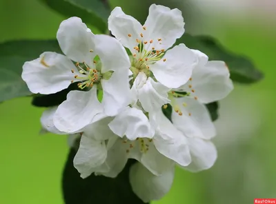 Роскошные цветы Цвет яблони - фото в хорошем качестве
