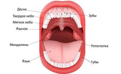 Застывшая картина: язык при раке желудка на фото