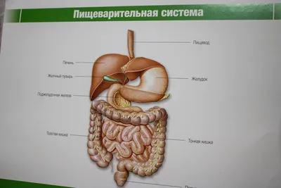 Фон цвета языка при раке желудка