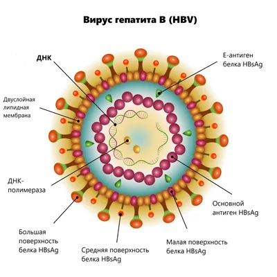 Обои на телефон с артовыми рисунками цветов кала при гепатите