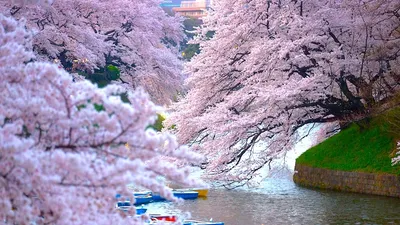 Цвет сакуры: прекрасное изображение в высоком качестве для скачивания в формате JPG