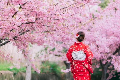 Цвет сакуры: самые свежие и новые фотографии с прекрасными цветами