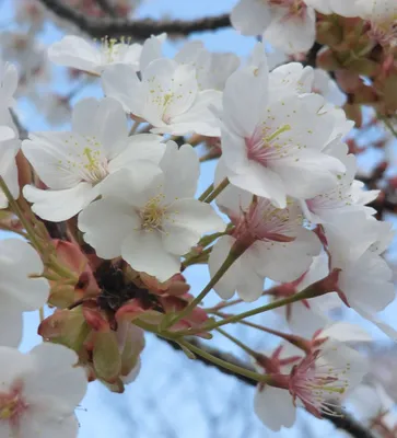 Фотографии цветов сакуры: скачайте бесплатно в хорошем качестве формата PNG