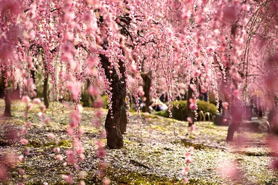 Фоны с цветами сакуры: создайте атмосферу весны на своем устройстве