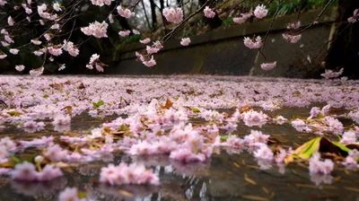 Загадочная красота сакуры, запечатленная на фото