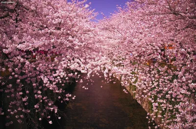 Великолепие розовых цветов сакуры на фото