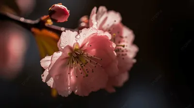 Розовый фейерверк сакуры на фото