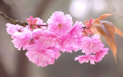 Великолепие природы в цвете сакуры на фотографии