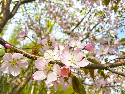 Изображение цветущей сакуры в Full HD