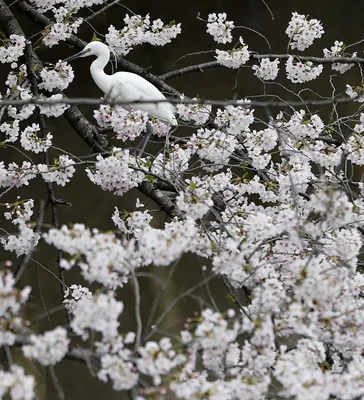 Фотка сакуры в хорошем качестве: эстетика и гармония природы
