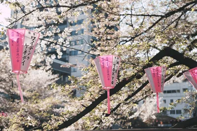 Фото на айфон с цветущей сакурой: идеальный фон для вашего смартфона