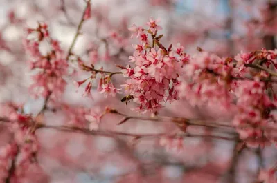 Обои на рабочий стол с цветущей сакурой: пусть ваш день наполнится цветами