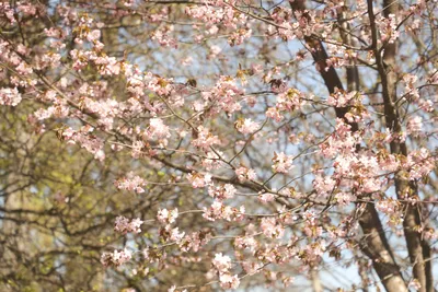 4K фотография сакуры: природа в своей величественной красе