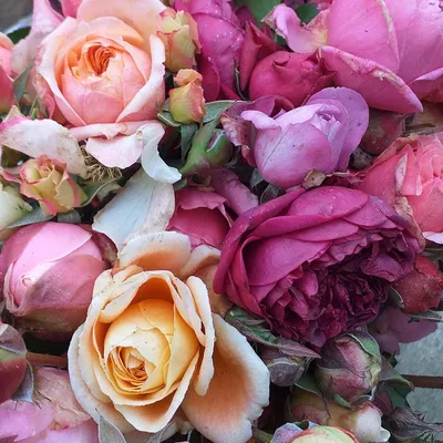 Фотография Цвет старая роза в стиле 4K: Погрузитесь в детали