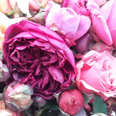 Фотография розы Цвет старая роза: Погрузитесь в мир цветов
