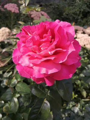 Уникальная фотография старой розы на фоне парка