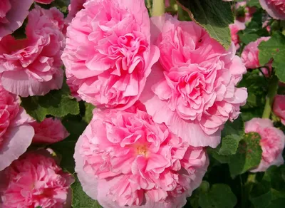 Фотография Цвет старая роза: очаровательное фото старой розы, полное красоты.