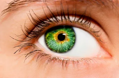 Идеальное сочетание: отражение зеленых глаз в цвете волос