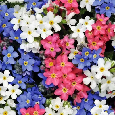 Прикрасьте свой экран захватывающими фото цветов незабудки