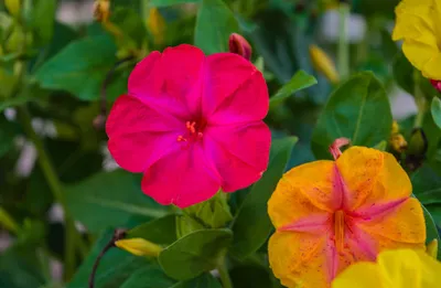 Фотографии Цветов ночной красавицы: бесплатно скачивайте в HD, Full HD или 4K разрешении