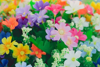 Прекрасная симфония первоцветов: волшебные цвета в объективе