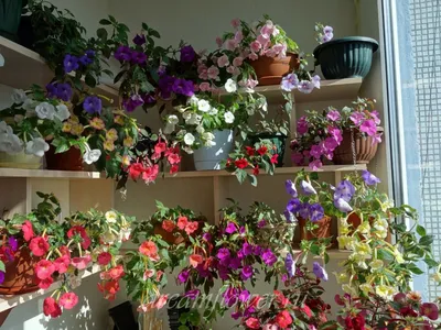 Изысканные цветы ахименес: фотографии в 4K разрешении