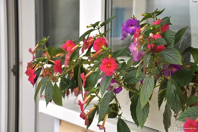 Изысканные цветы ахименес в объективе камеры