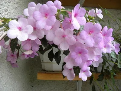 Фотография цветка-ахименеса для рабочего стола
