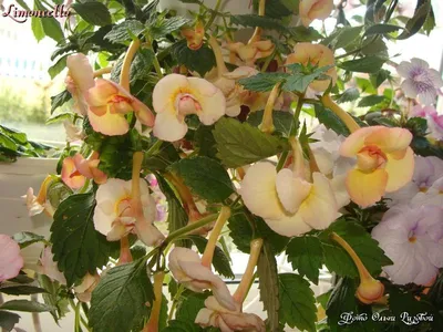 Красивый цветок-ахименес на фоне природы