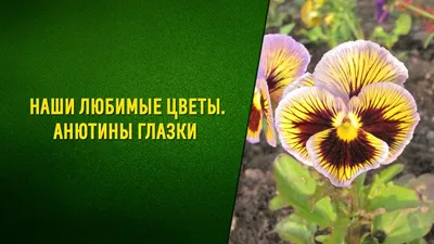 Цветочное вдохновение: фотографии анютины глазки, которые покорят вас