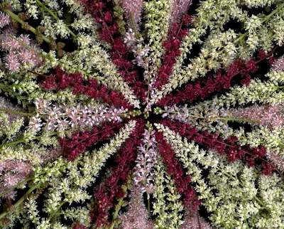 Цветы астильба: красота природы в каждом снимке