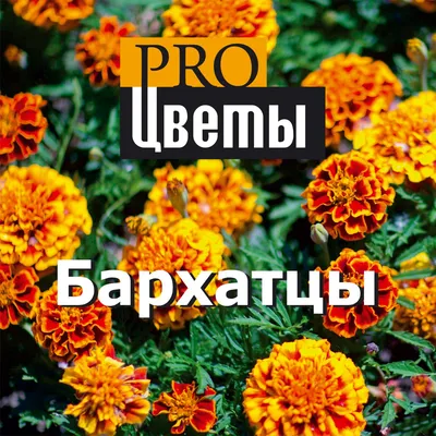 Цветы бархатцы во всей красе: Скачайте новые изображения для своей коллекции