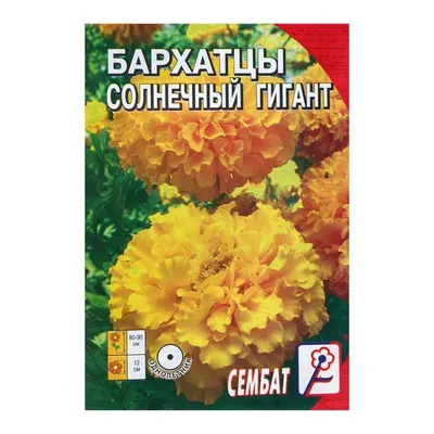 Обои бархатцев в ярких цветах: создайте атмосферу тепла и уюта