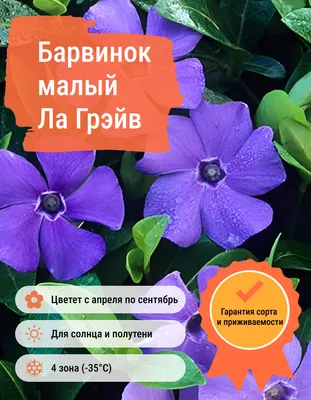 Обои на рабочий стол с цветами барвинка: весеннее настроение на твоем компьютере